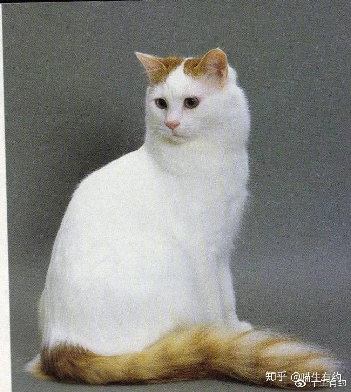 猫咪鉴别买不起的国宝土耳其梵猫