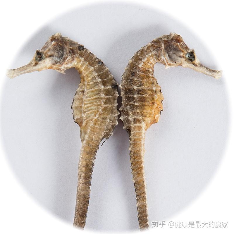 海马是一味中药功效很多平时应该怎么食用呢