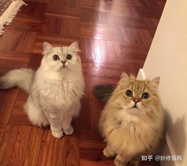 “金吉拉猫”有几种颜色？ - 知乎
