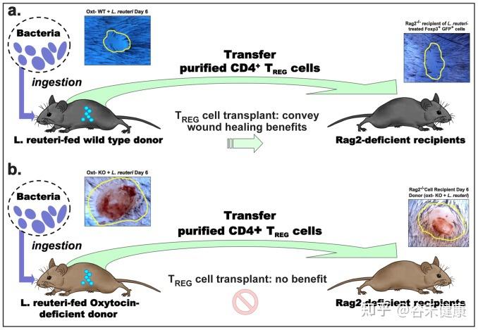 认识罗伊氏乳杆菌lactobacillusreuteri