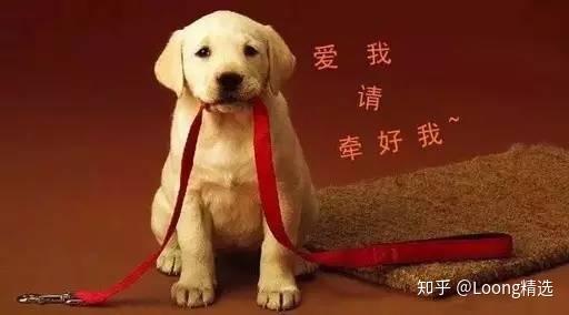 如何看待异烟肼毒狗的行为?