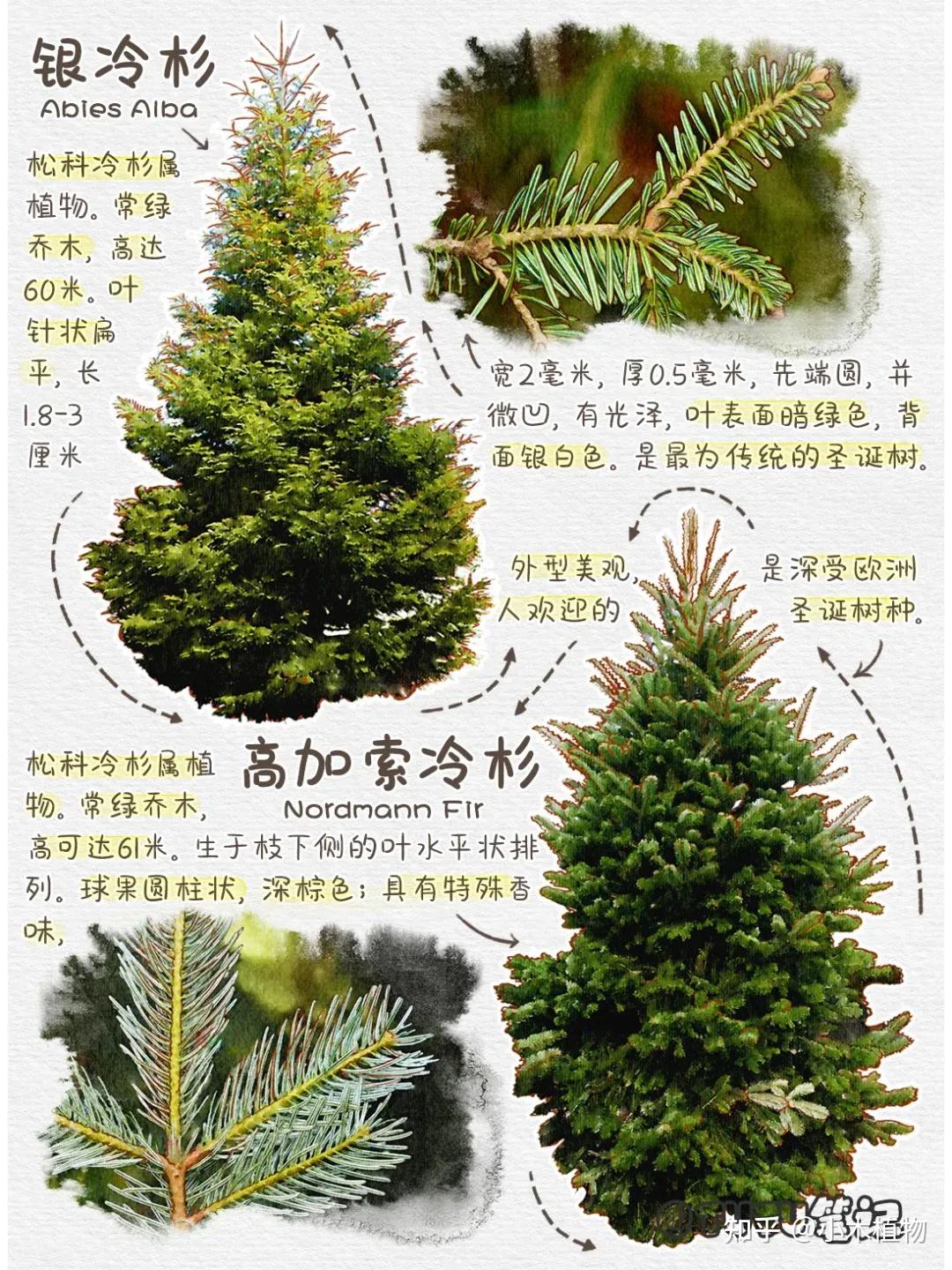 圣诞节里,用的圣诞树是哪些树的种类 - 知乎