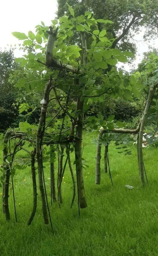 接近自然形态的家具成品唤起他由来已久的念头——可以直接把树种成