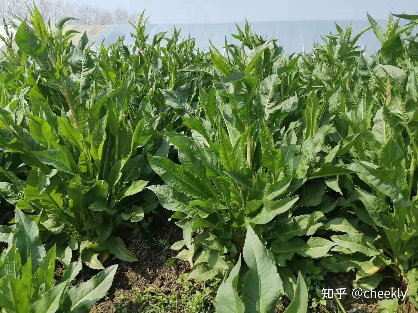 多年生宿根草本植物,蓼科酸模属.