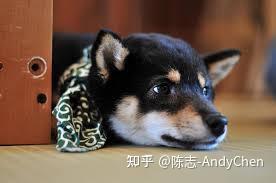 柴犬有什么性格特点 强大而又迅猛的猎犬魅力 知乎
