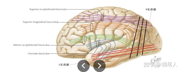 【笔记】大脑皮层的信息流转载体模型和皮层环路假设 - 知乎