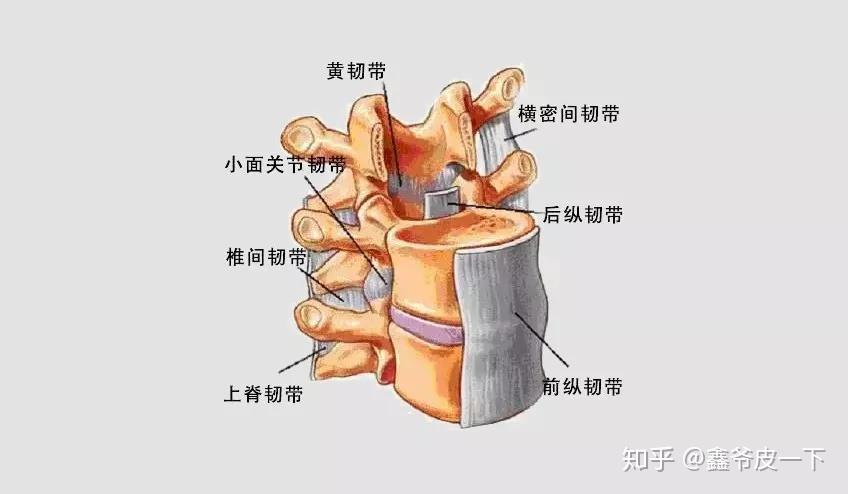 黄韧带 解剖图片