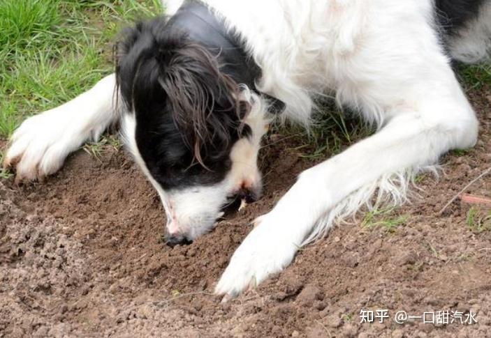 狗狗异食癖怎么治疗这些办法或许能帮到你