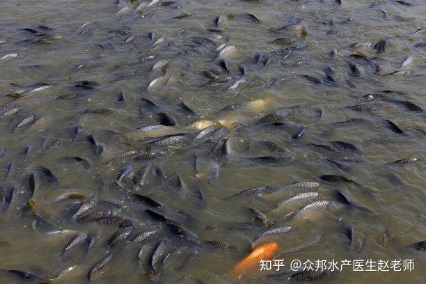 养殖水体浑浊的原因有哪些? - 知乎