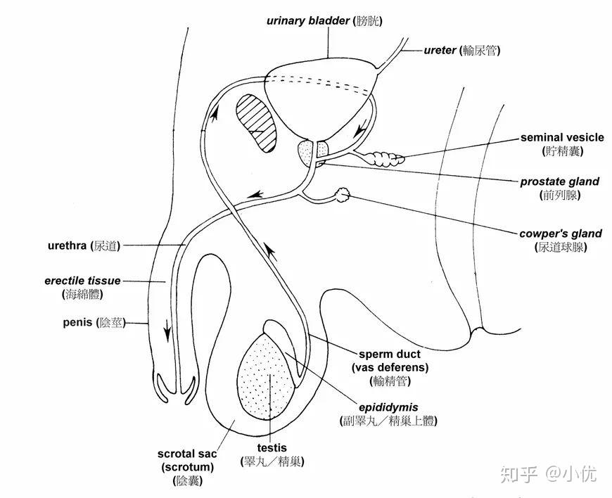 男性生殖器官结构也很复杂,阴茎,阴囊,睾丸,输精管,精索,精囊等,任何
