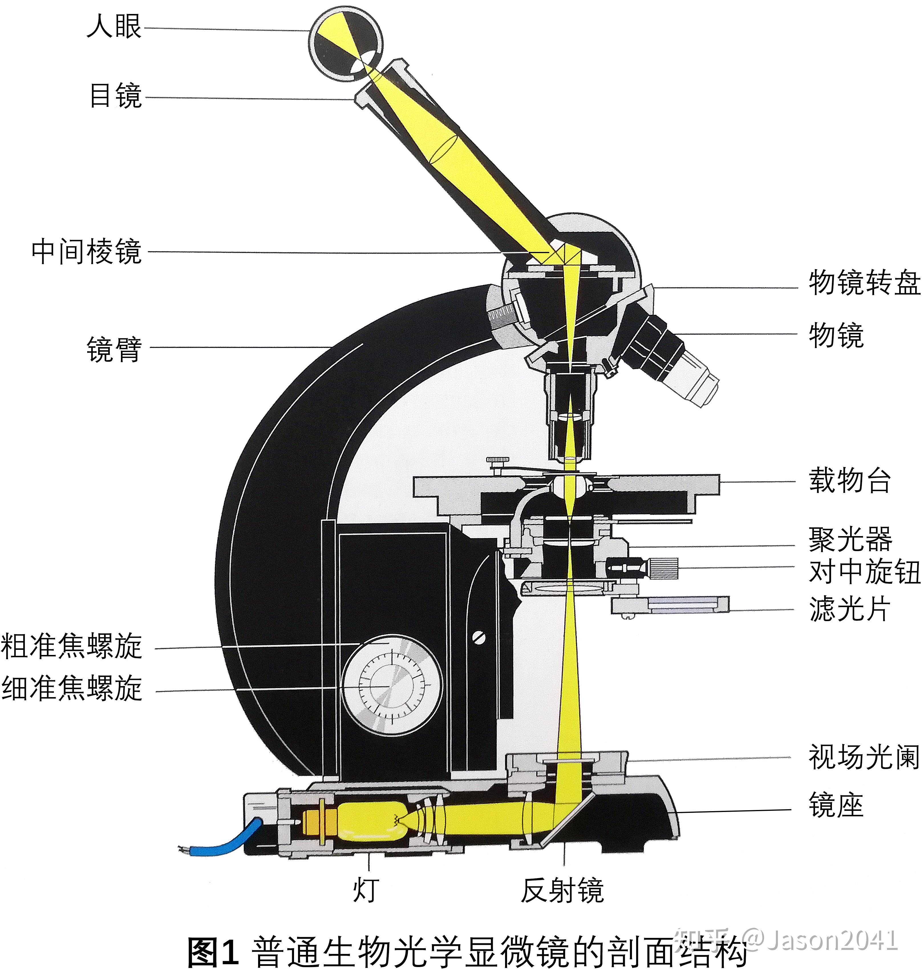 普通生物光学显微镜的结构