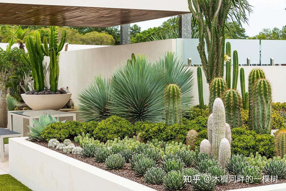 夸张色彩背景下迷人的植物 - 知乎