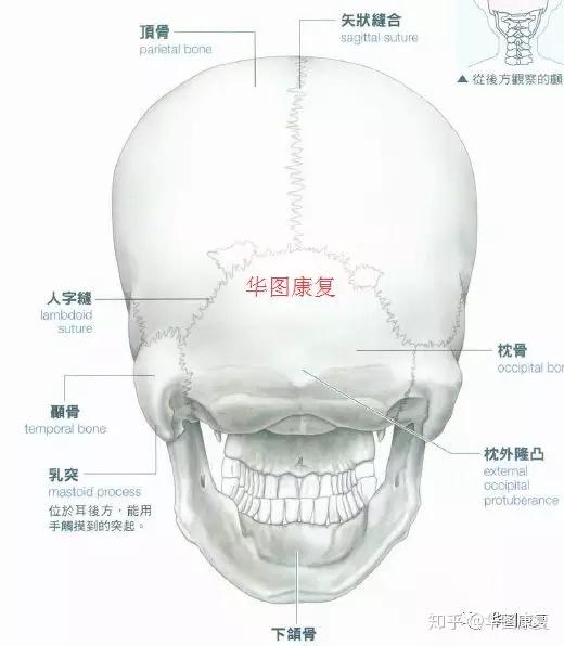 颅骨内面观,颅底外面观,颅底内面观图片详细图(第3页)_大山谷图库