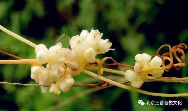 菟丝花和女萝草图片