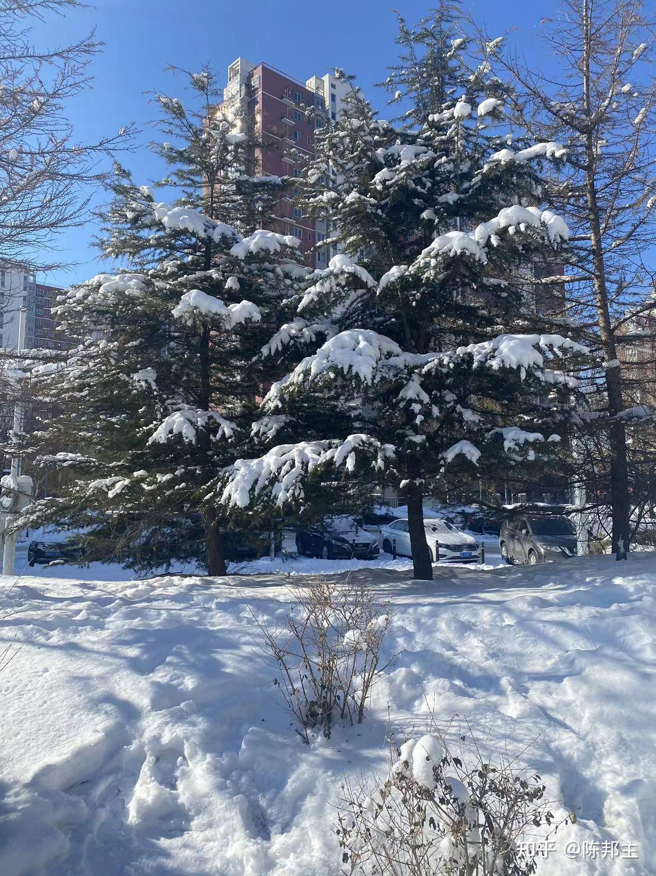 北京冬奧會裡的大雪分外妖嬈