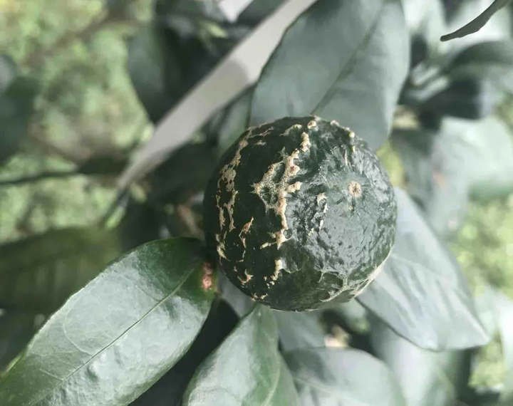 柑橘花前花后防好蓟马 花皮果少一半 你弄懂了吗 知乎 柑橘花前花后防好蓟马 花皮果少一半 你弄懂了吗 知乎