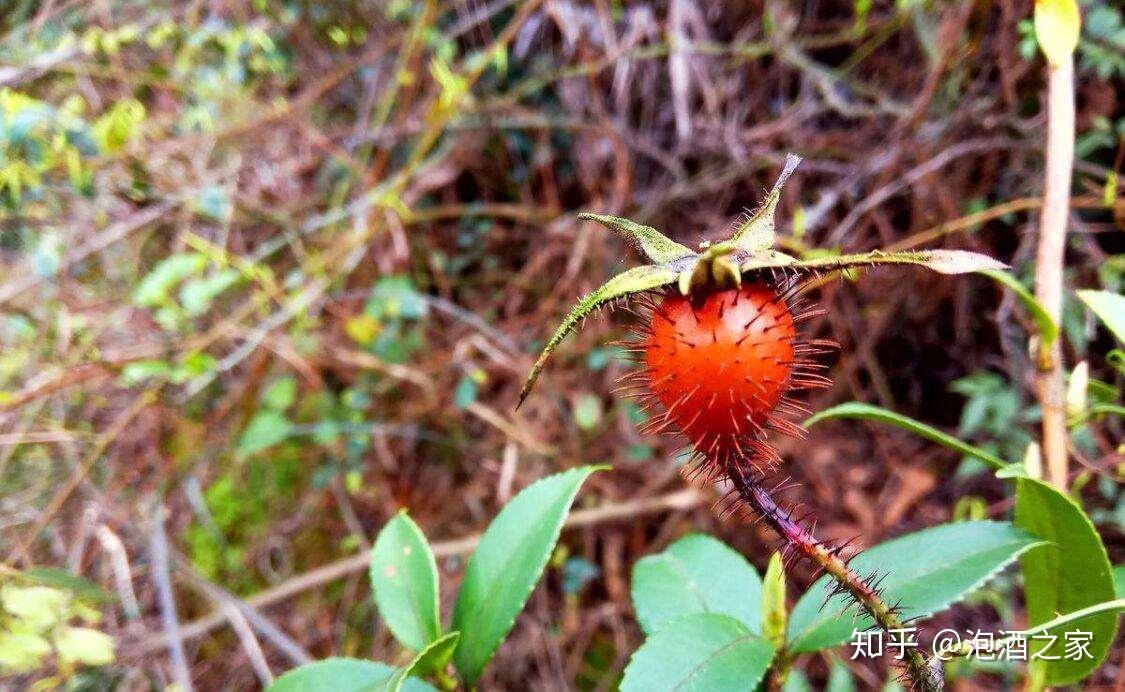 農村常見果實居然有這麼多功效金櫻子泡酒方法介紹