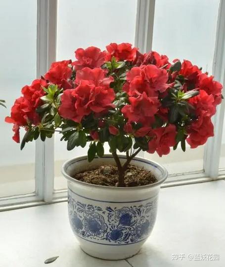 蓝妖:秋冬花卉植物有哪些?这15种花,不仅开花多而且花期也长