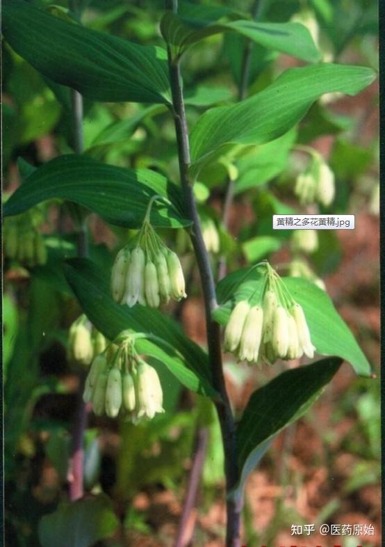 带你识别黄精
