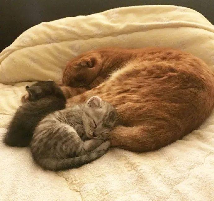橘猫抱着小猫咪睡着这是亲生的吗颜色不对啊