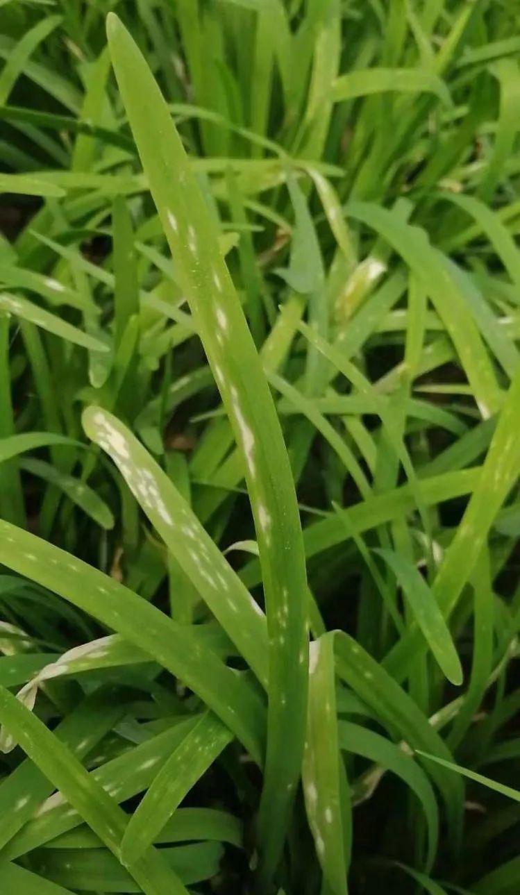 三,腐霉利与韭菜灰霉病