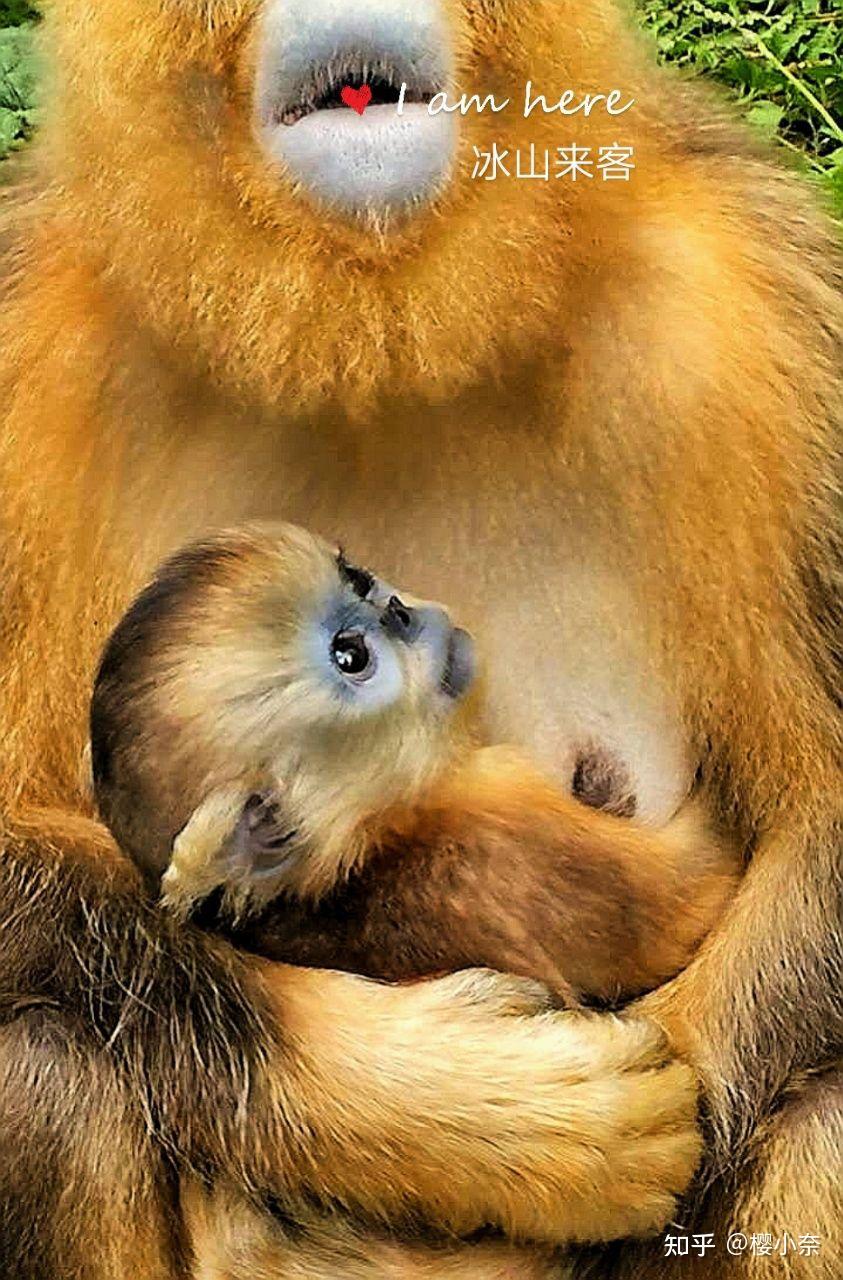人乳喂养小金丝猴图片