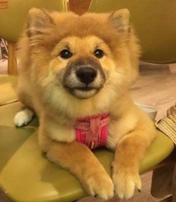 毛很长的柴犬也是柴犬据说是返祖现象 知乎 毛很长的柴犬也是柴犬据说是返祖现象 知乎