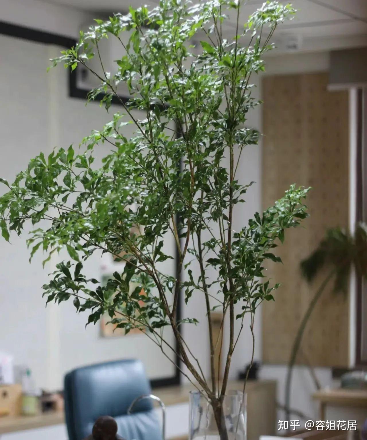 【幸福树客厅】