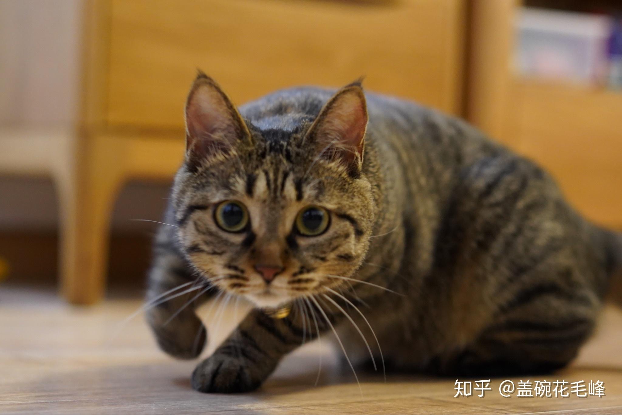 狸花猫可以当成宠物养吗? - 知乎