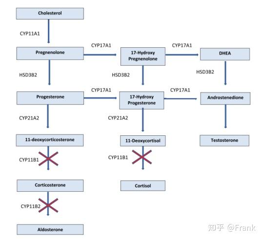库欣综合征/库欣病领域“新航向” - 知乎
