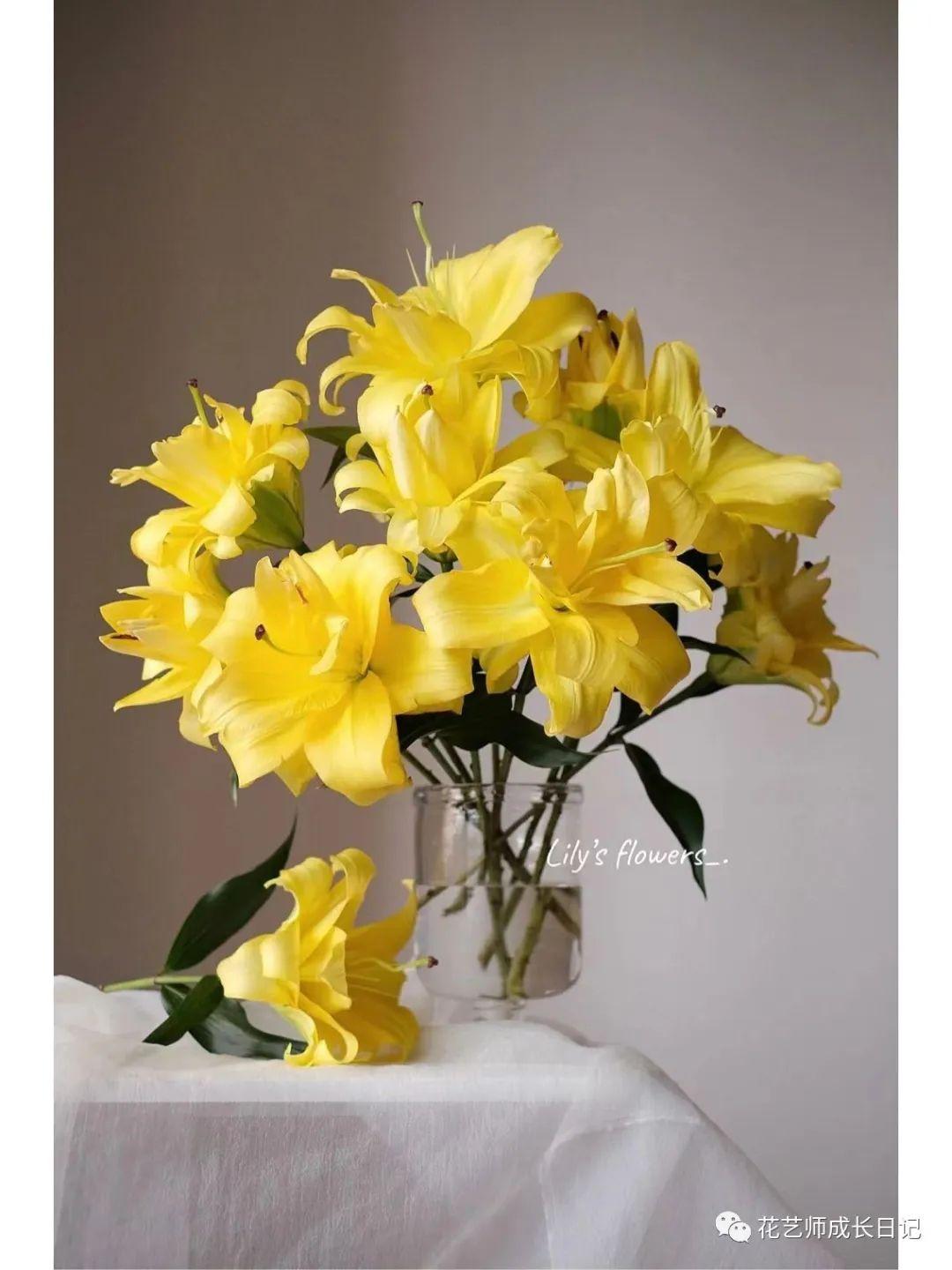 100朵百合vol10异国阳光百合阳光撒下的颜色