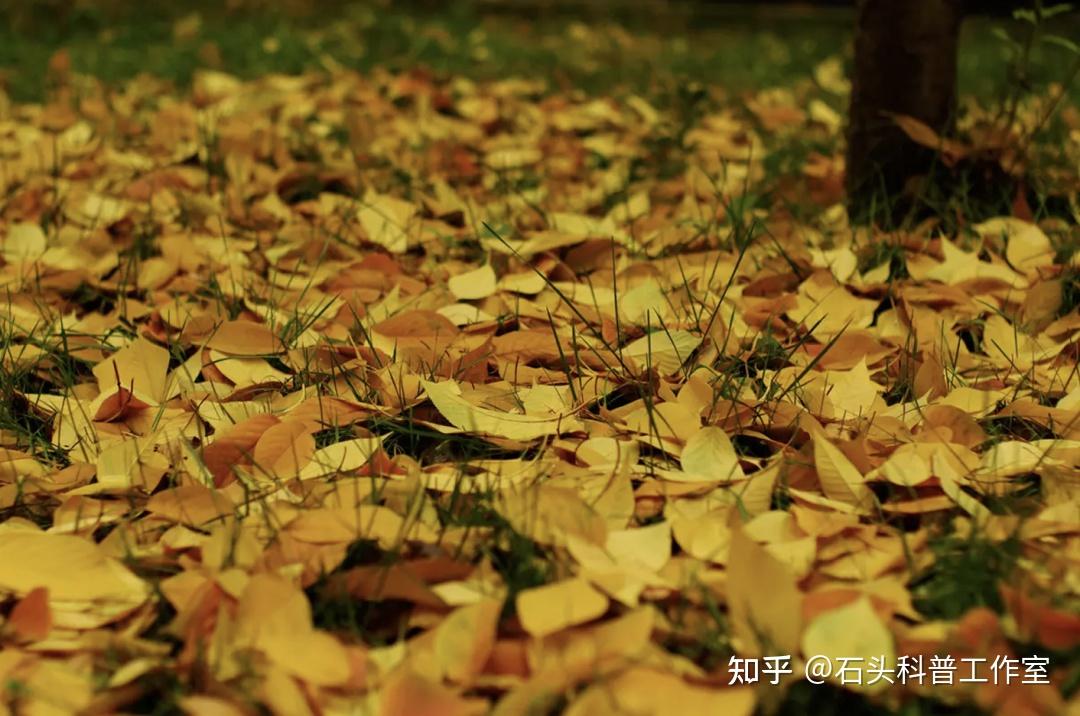 落“叶”,不只是归根 - 知乎
