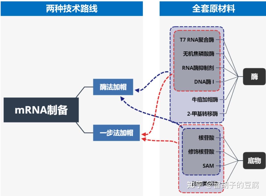 Mrna合成深度解析mrna甲基化和帽子结构 知乎 1994