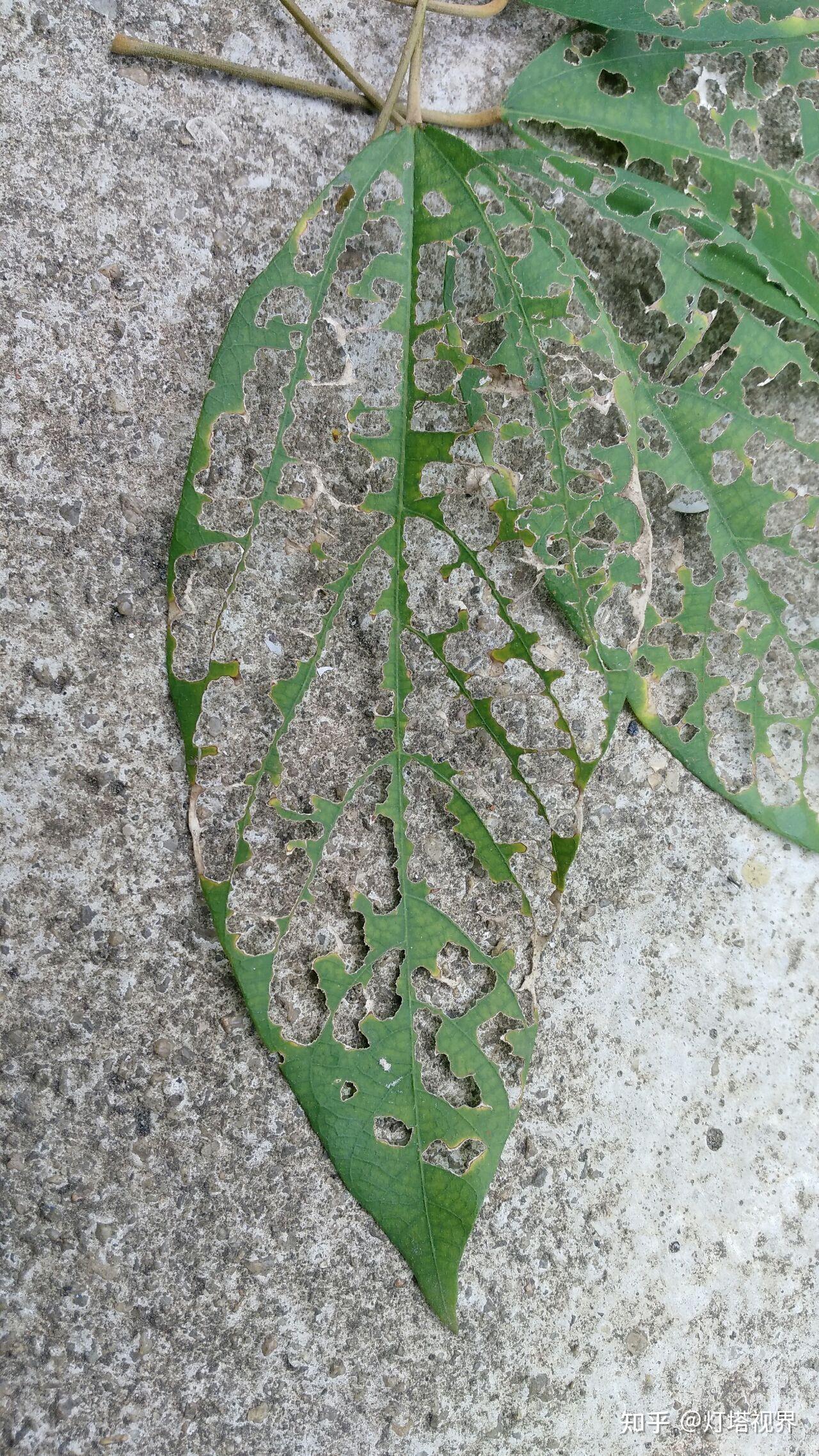 被虫子咬过的树叶