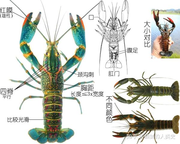 【动物界全系列】螯虾下目—拟螯虾科 - 知乎