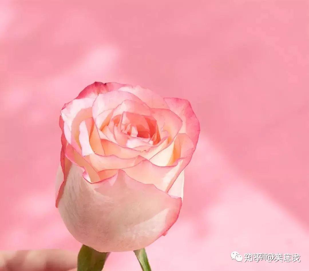 感恩节粉色花瓣感谢图片素材免费下载 - 觅知网