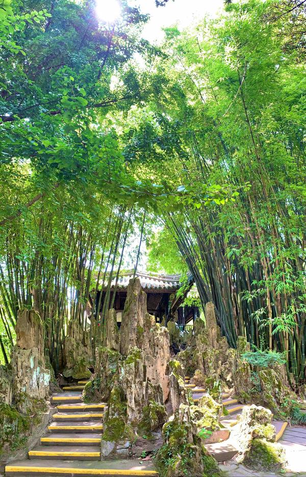 浅谈园林中竹类植物的养护技巧 - 知乎