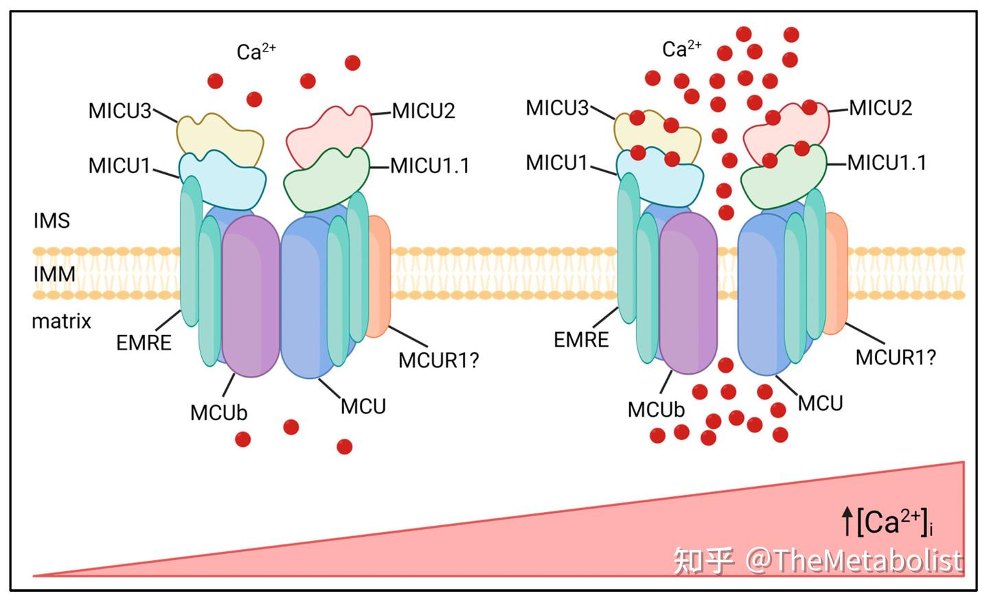 代谢学人——Cell Metabolism:肝脏的“钙”世奇缘 - 知乎