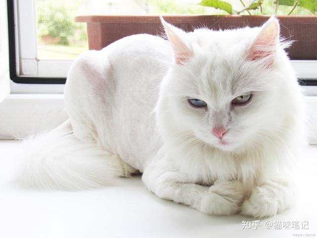 白猫品种都有哪些