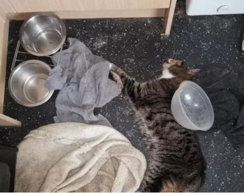 假期出门,猫咪竟然被活活饿死!
