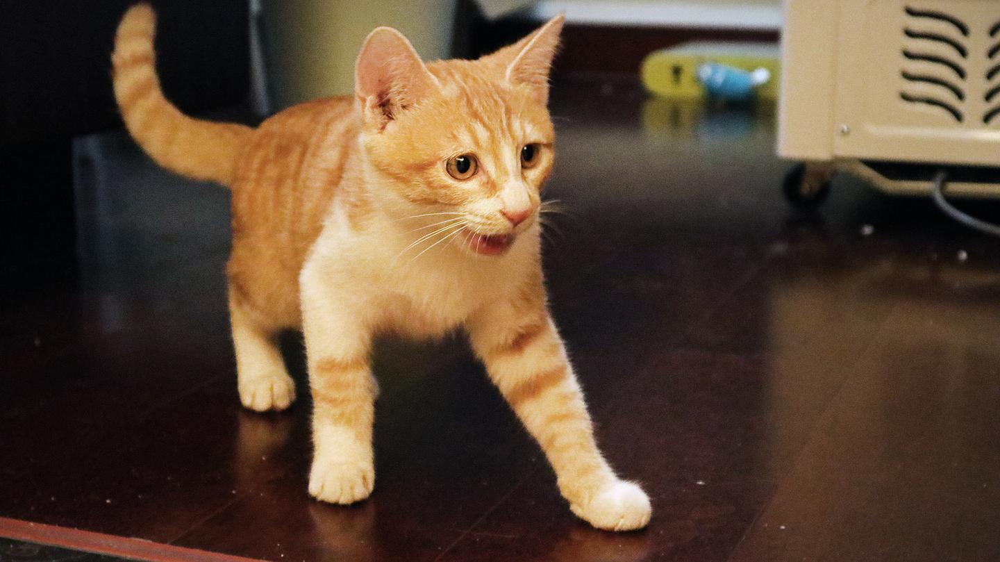 新来的小橘猫开始熟悉环境走路姿势霸气可是监控说明了一切