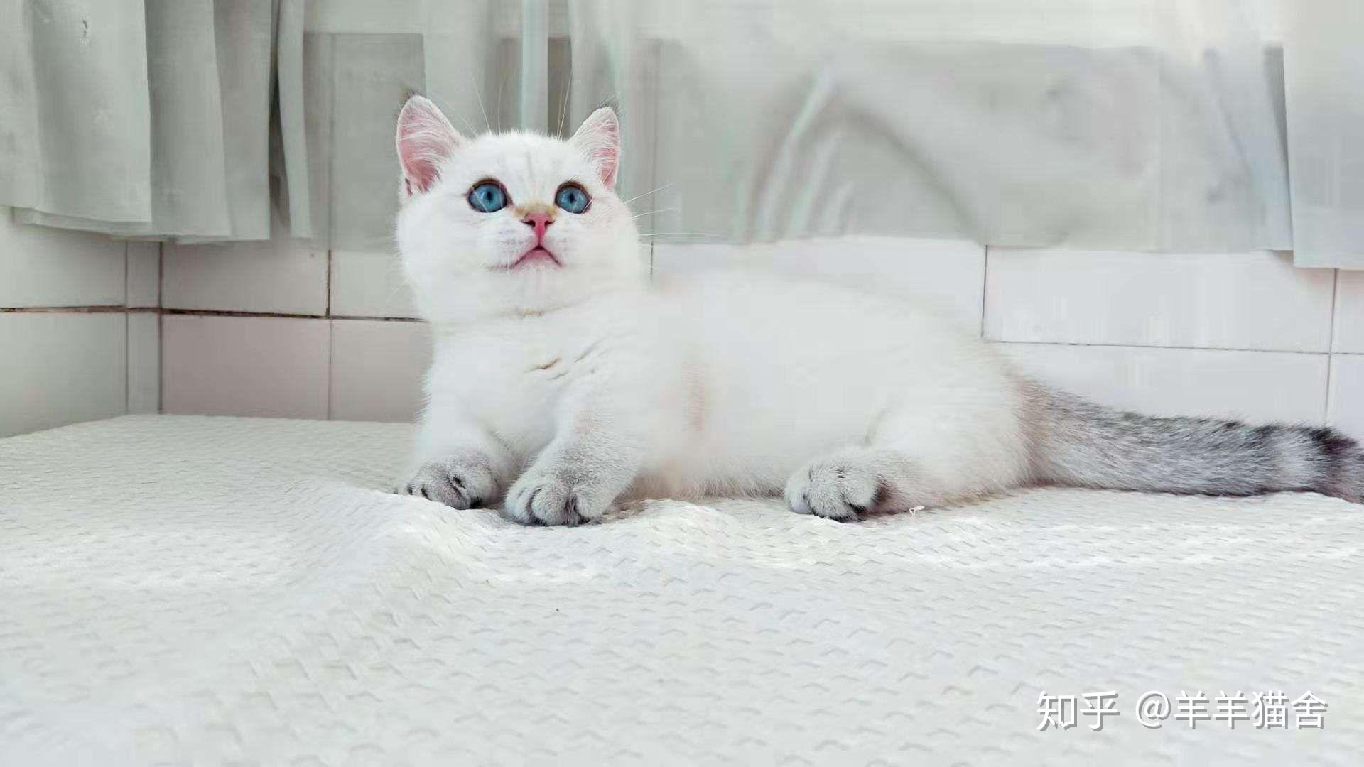 金点矮脚猫的由来