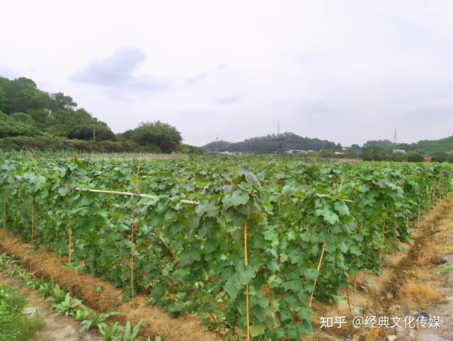 美丽乡村建设持续推进良田村貌日新月异