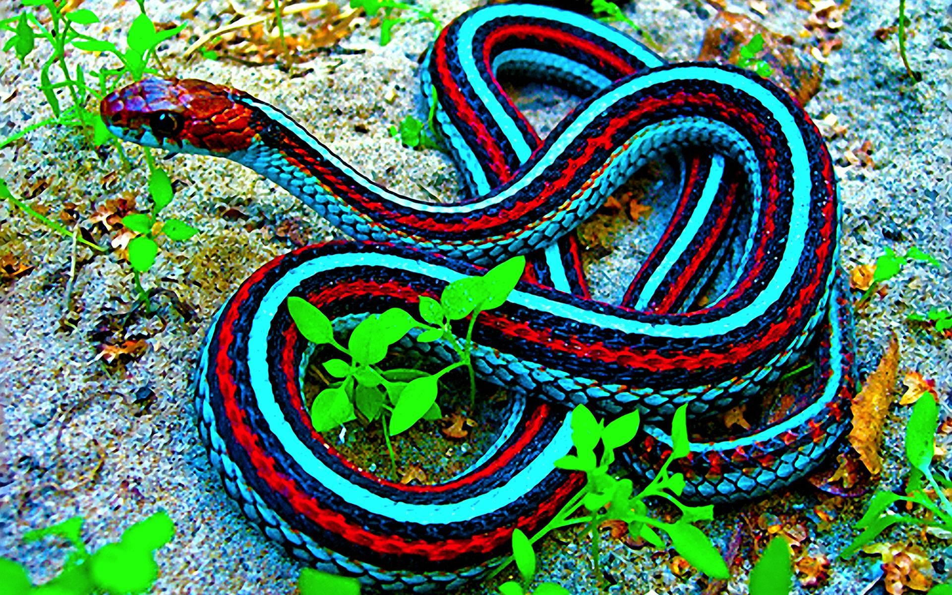most beautiful snakes in the world https://www.youtube.