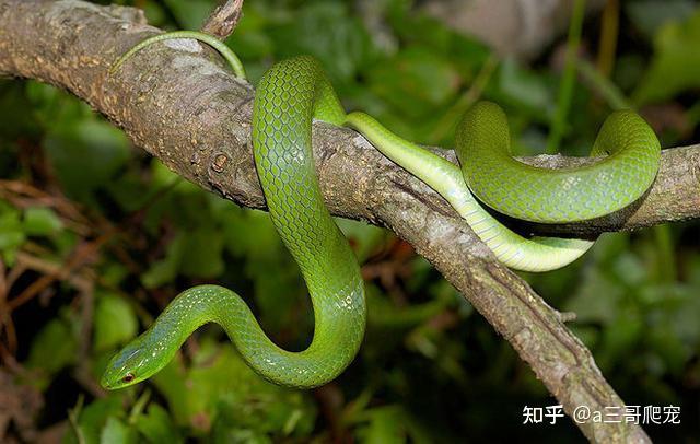 翠青蛇一种无毒温顺的中等体型卵生绿蛇