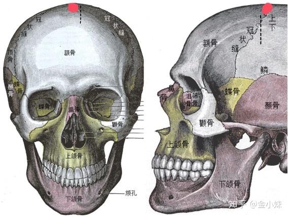 颅顶位置图片图片