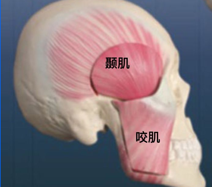 咬肌,颞肌,这两种咀嚼肌肉因为咬合力下降从而萎缩,最后
