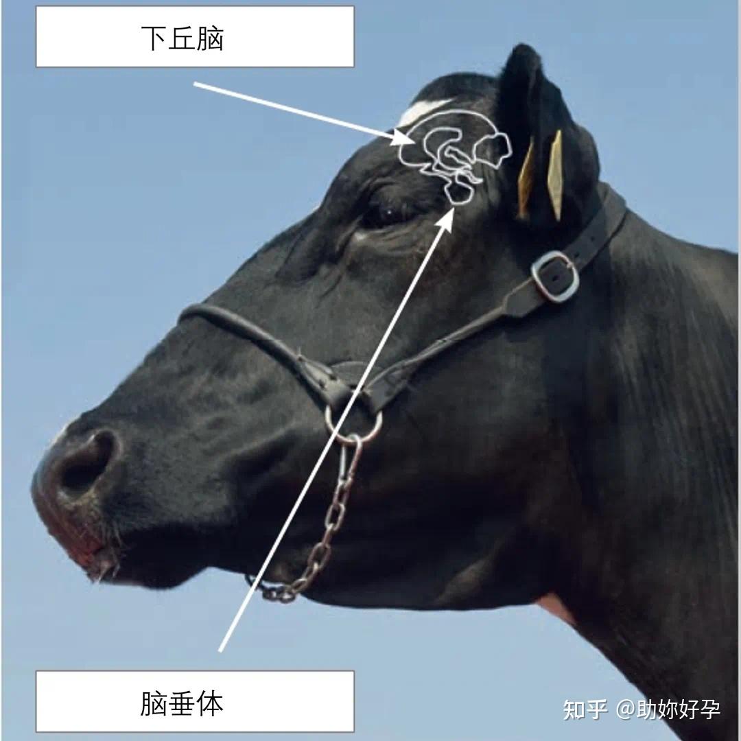 奶牛发情周期卵巢变化 - 知乎