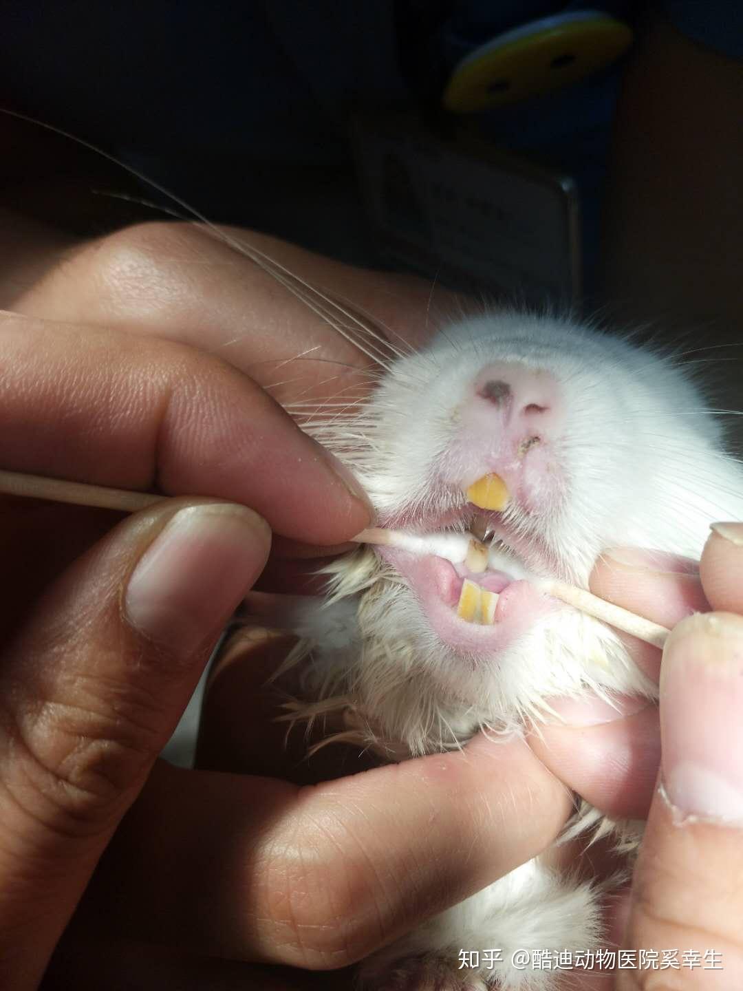 龙猫口腔疾病 - 知乎