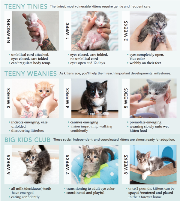 kitten-feeding-schedule-how-much-to-feed-your-growing-kitten